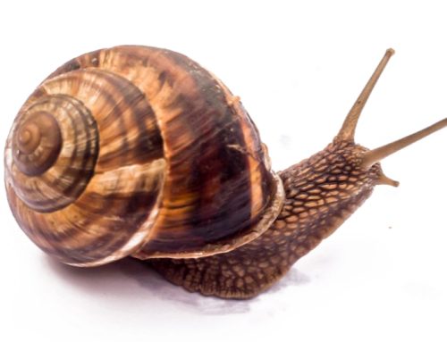 Mon back-office WordPress est devenu lent – comment nettoyer la base de données sans perdre de contenu